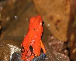 roja con sorpresa