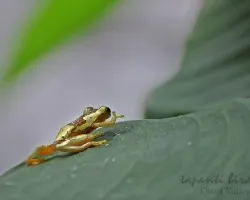 pequenisima doradita