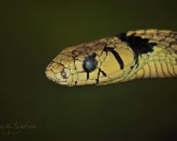 zopilota