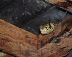 zopilota