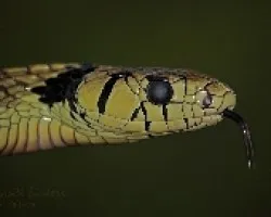 Spilotes pullatus