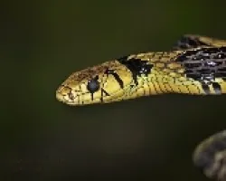 Spilotes pullatus