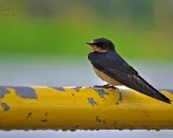 Hirundo rustica