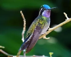 Purple-throated Mountain-gem - Gema Purpura