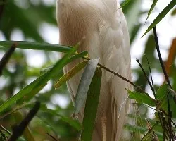 Bubulcus ibis - Garza del ganado