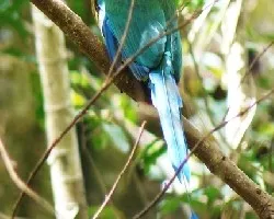 Momotus momota-Momoto Comun