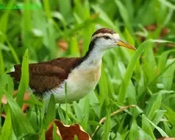  Northern Jacana -Jacana Centroamericana- Inmaduro
