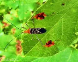 Anisoscelis Flavolineata