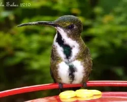Green- breasted Mango-Mango Pechiverde-(Hembra)