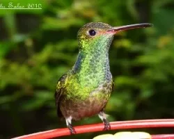 Amazilia Rabirrufa-Amazilia tzacatl, Rufous -Tailed Hummingbird 