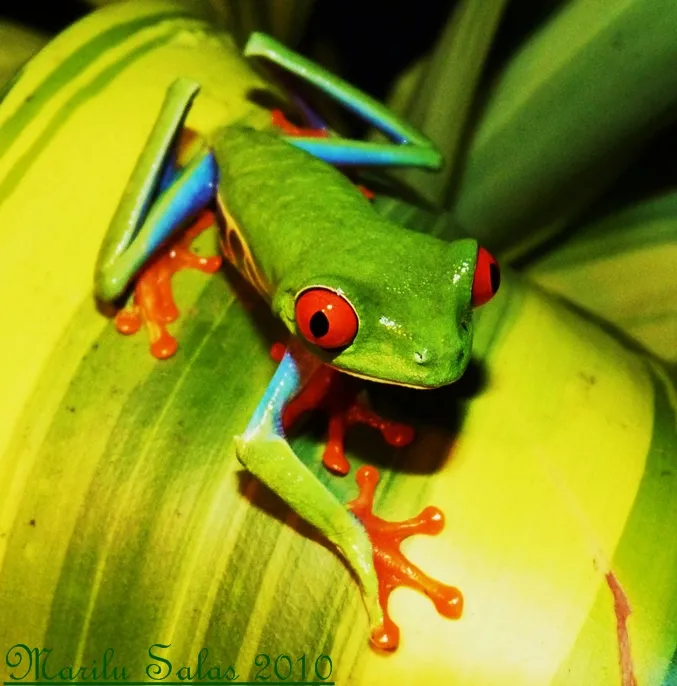 Foto
