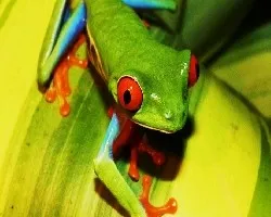 Rana arborea de ojos rojos - Agalychnis callidryas,