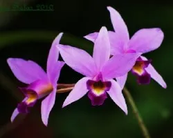 hermosa flor