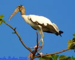Mycteria americana,Garzon Guairon, Wood Stork