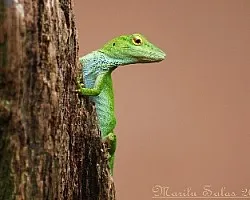 Anolis Carolinensis-Anolis Verde O falso Camaleon