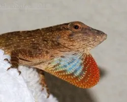 Anolis Carolinensis-Anolis Verde O falso Camaleon