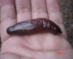 Pupa