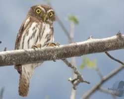 Glaucidium brasilianum