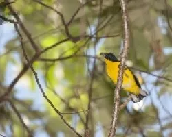 Euphonia hirundinacea