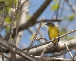 Euphonia hirundinacea