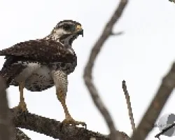Buteo plagiatus