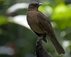 Turdus grayi