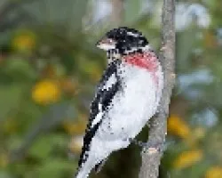 Pheucticus ludovicianus