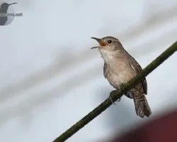Troglodytes aedon