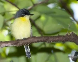 Todirostrum cinereum
