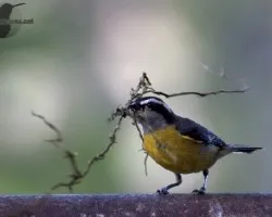 Coereba flaveola