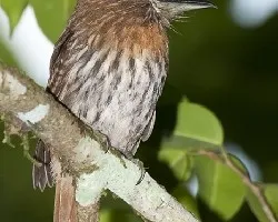 Malacoptila panamensis