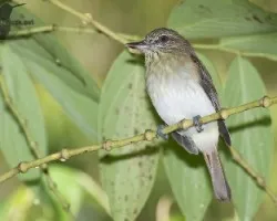 Attila spadiceus