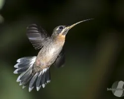 Phaethornis striigularis