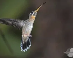 Phaethornis striigularis