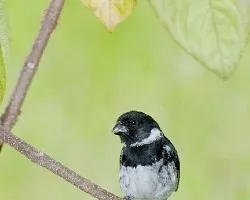 Sporophila americana