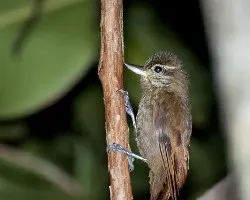 Xenops minutus