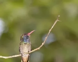 Hylocharis eliciae