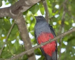 Trogon massena