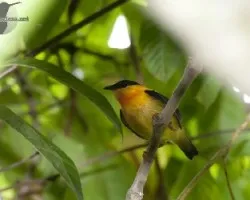 Manacus aurantiacus