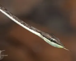 Oxybelis aeneus