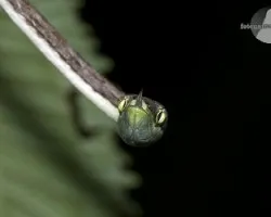 Oxybelis aeneus