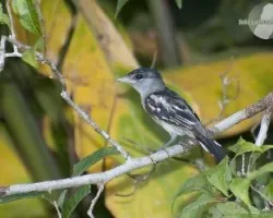 Pachyramphus polychopteru