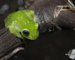 Sachatamia albomaculata