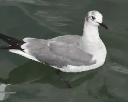 Larus atricilla