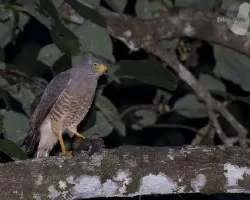 Buteo magnirostris