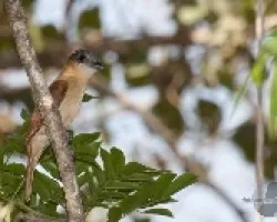 Pachyramphus aglaiae