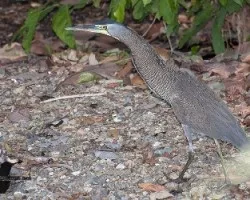 Tigrisoma mexicanum