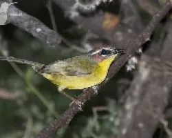 Basileuterus rufifrons