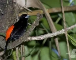 Ramphocelus passerinii