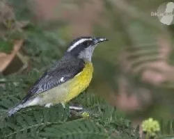 Coereba flaveola